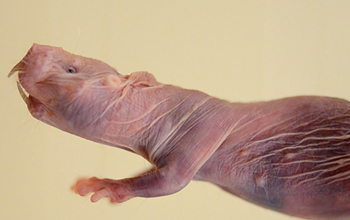 A close-up view of an African naked mole rat
