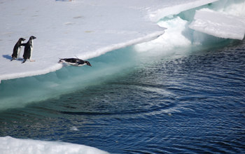 Adelie penguins