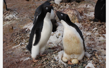 An Adelie penguin couple changes places on their nest at Cape Royds on Ross Island, Antarctica