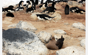 At Cape Royds, Antarctica, a skua waits patiently for an Adelie penguin egg to become vulnerable