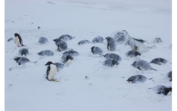 Adelie penguins incubating their eggs during a snowstorm at Cape Royds on Ross Island