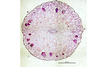 A cross section of <em>Phemeranthus teretifolius</em>, a succulent, leaved perennial herb