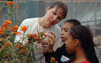 Young citizen scientists participating in the Monarch Larva Monitoring Project examine butterfly wee