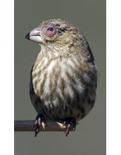 A female house finch with house finch eye disease, a form of conjunctivitis, or pinkeye