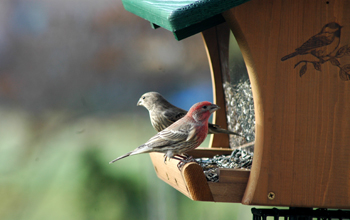 House finches are common at bird feeders and backyards across North America