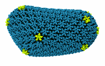A rendering of human immunodeficiency virus (HIV) capsid--pentamers in yellow, hexamers in blue