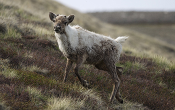 A young caribou on the tundra of western Greenland