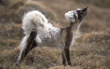 An arctic fox