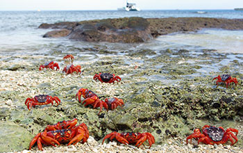 Red crabs in the Indian Ocean