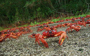 Red crabs