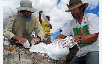 Casting a dicynodon skull