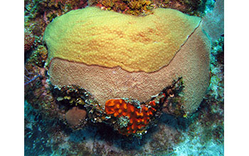 The palatable sponge <em>Chondrilla caribensis</em> smothers a living coral head on a reef