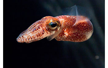 Hawaiian bobtail squid (<em>Euprymna scolopes</em>)