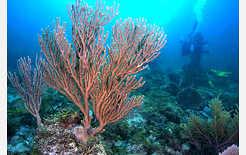 Calcifying corals grow under low pH conditions