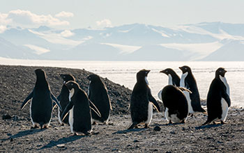 Adélie penguins at Hut Point Peninsula