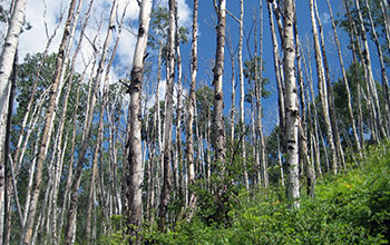 A dying trembling aspen forest near Dolores, Colo.