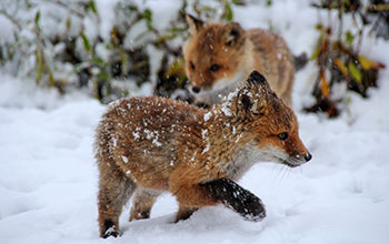 Red fox kit in Alaska