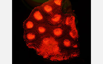 Sscieractinian coral expressing red fluorescent proteins