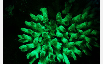 Fluorescent coral from northern Red Sea expressing green fluorescent proteins