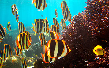 Butterflyfish and Acroporid corals at Lord Howe Island, Australia