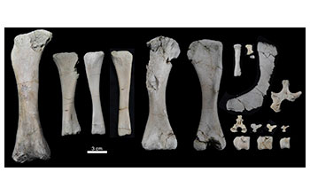 The preserved skeleton of the baby <em>Rapetosaurus</em>, including several vertebrae from the hip and tail