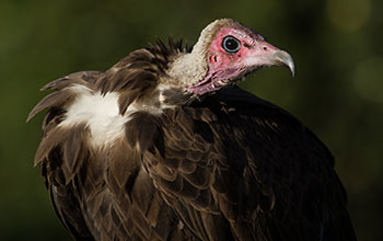 An adult hooded vulture in Ethiopia