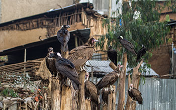Hooded vultures and thick-billed ravens search for a meal in urban Addis Ababa, Ethiopia