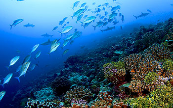 Healthy coral reef dominated by calcifying corals and coralline algae