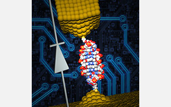 A single-molecule diode created by inserting a small molecule named coralyne into DNA