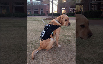 Dog wearing a customized harness equipped with technology that allows computer to train dog