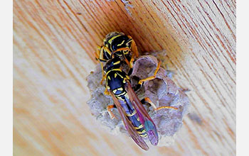 Two female paper wasps fighting