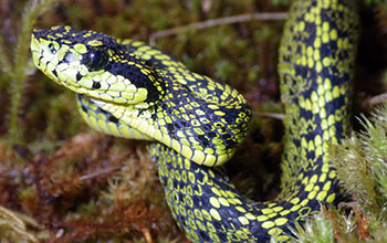 The newly discovered Talamancan palm-pitviper