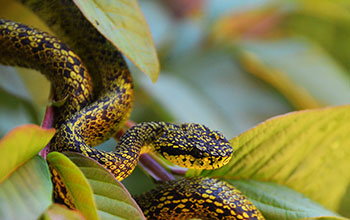 The newly discovered Talamancan palm-pitviper can be found in trees or high shrubs