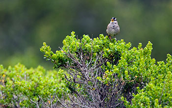 George Mason University biologist David Luther records white-crowned sparrow songs