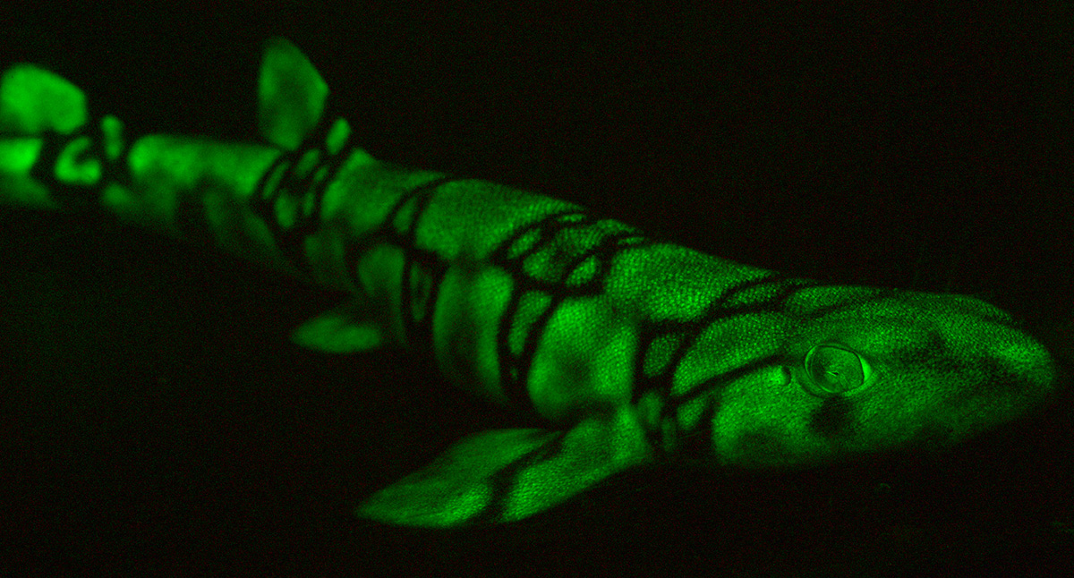 Multimedia Gallery - Biofluorescent chain catshark (Scyliorhinus rotifer) |  NSF - National Science Foundation