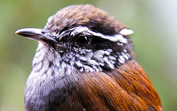 The Munchique wood wren is endemic to Columbia and was described just a decade ago