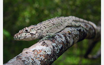 The newly discovered species <em>Anolis landestoyi</em> from the island of Hispaniolan