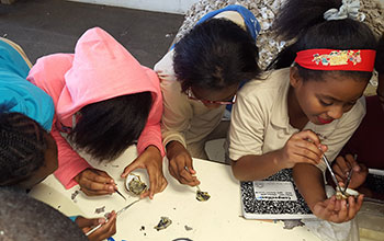 Students from Mott Hall IV in Bedford–Stuyvesant, Brooklyn, dissect oysters as part of The River Project