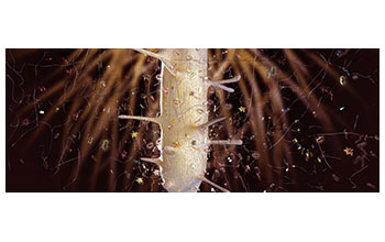 Part of a plant root amid the diverse microbes inhabiting the rhizosphere, the region of soil surrounding plant roots
