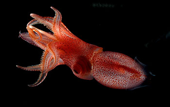 Cockeyed squid (<em>Histioteuthis heteropsis</em>)