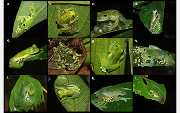 Parental care of eggs in 12 species from 10 genera of Neotropical glassfrogs (Centrolenidae)