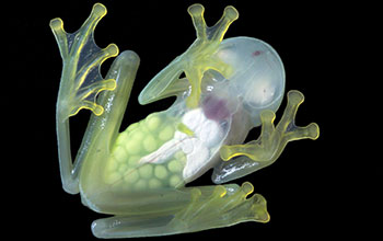 Glassfrog (<em>Hyalinobatrachium colymbiphyllum</em>) with completely transparent belly