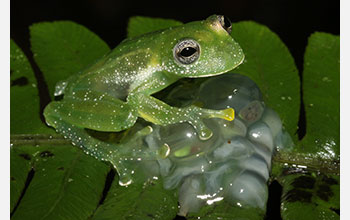 Male glassfrog (<em>Centrolene aff. savage</em>) caring for his clutch