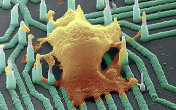 Colorized scanning electron microscope image of a neuron (orange) interfaced with the nanowire array