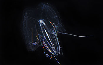 Large ctenophore Leucothea