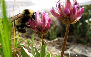 <em>Bombus balteatus</em> bumblebee queen collecting nectar