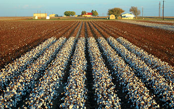 A partially harvested cotton field