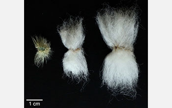 Upland cotton from different hybridizations