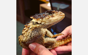 Giant girdled lizard specimen