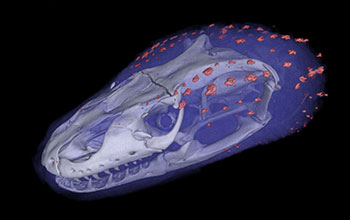 CT scan of earless monitor lizard